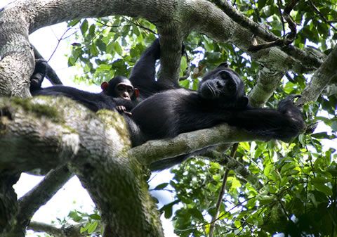 10 Days Uganda- Rwanda Safari