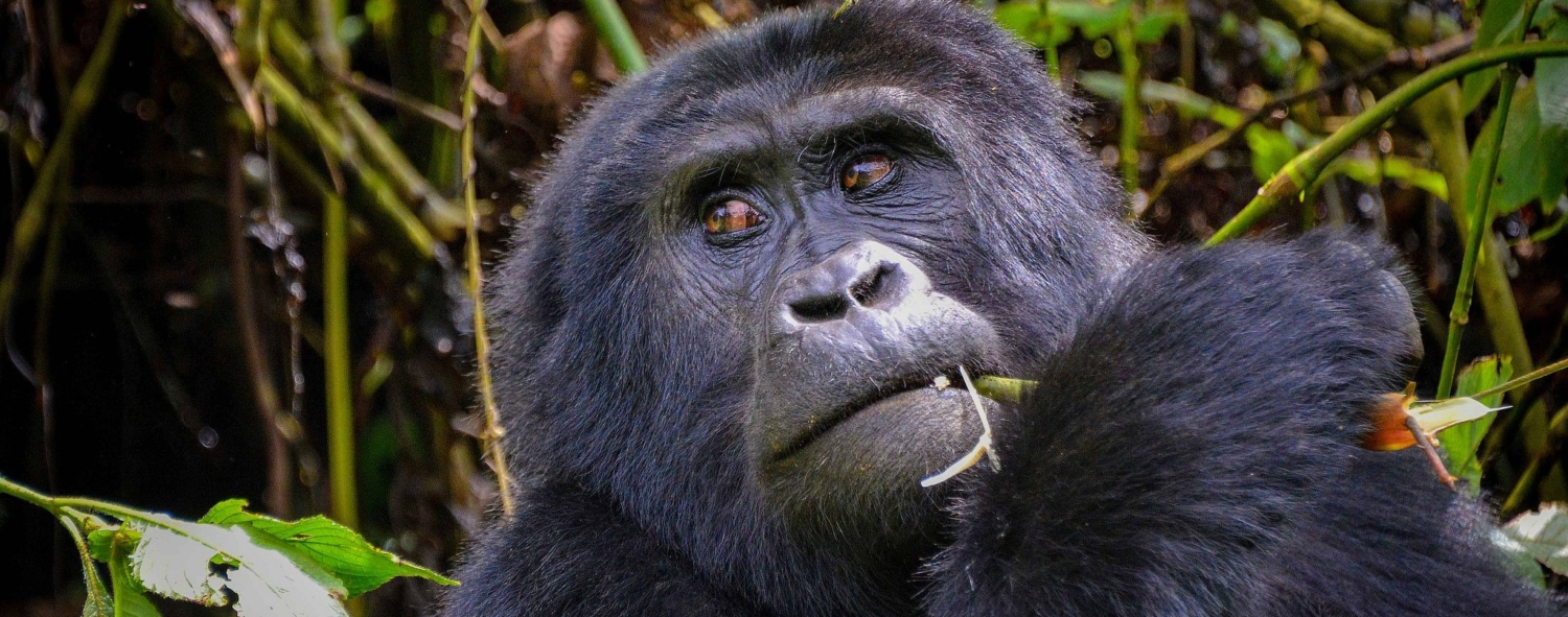 Gorilla trekking in Rwanda & Uganda
