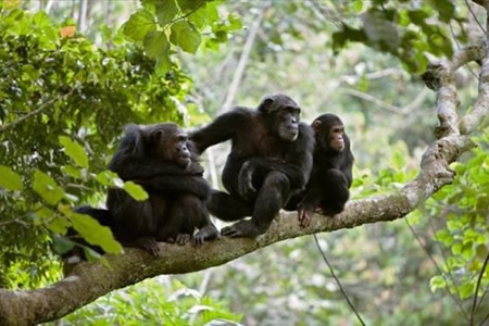 Rwanda chimpanzee tours