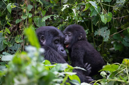 5 Days Rwanda gorillas & chimpanzee trekking