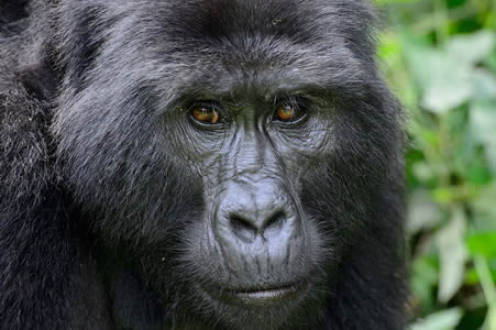 9 Days Rwanda & Congo Gorilla Safari
