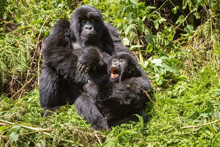 Short Rwanda Gorilla Tours