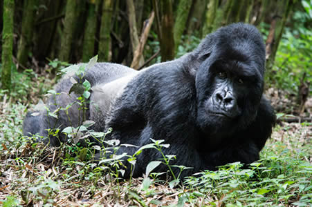 Gorilla trekking