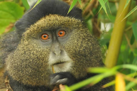 4 Days gorillas & golden monkeys in Rwanda