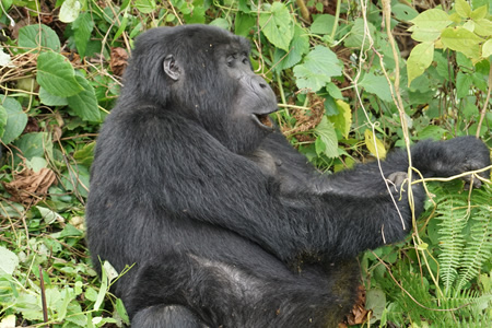 Short gorilla safaris in Rwanda