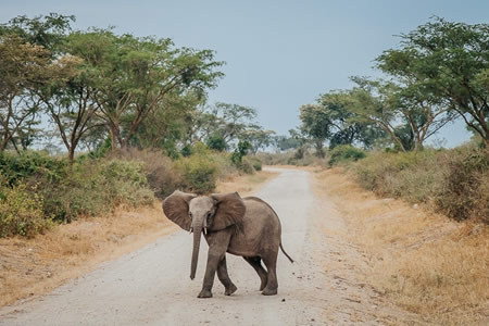 3 Days Akagera National park tour