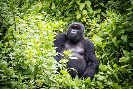 5 Days double gorilla trek in Rwanda & Congo
