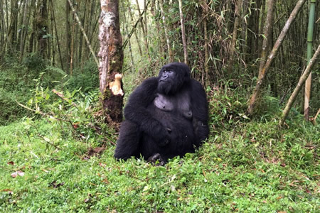 5 Days Double gorilla trek