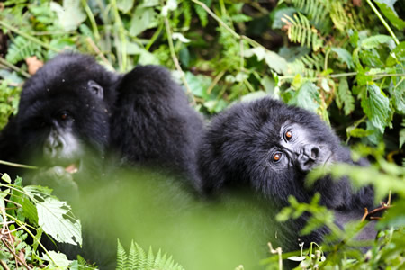 4 Days Rwanda double trek