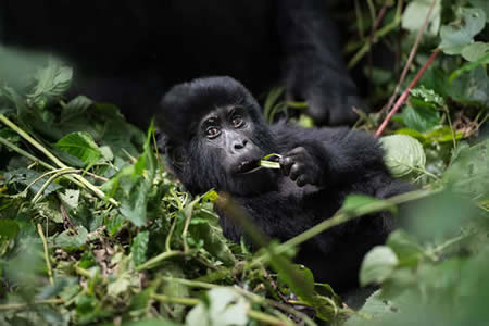 9 Days Gorilla trekking in Uganda, Rwanda & Congo