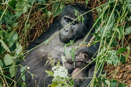 5 Days Rwanda Primates Safari