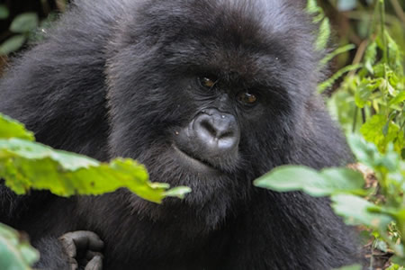 Gorilla trekking in Bwindi Forest 