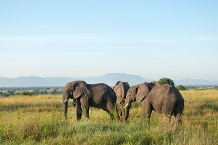11 Days Uganda Safari