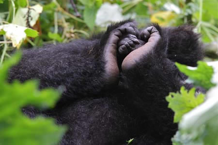 3 Days Uganda Gorilla Tour