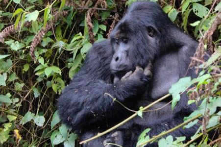 Lowland Gorilla Trekking