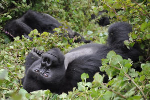 Go Rwanda Safaris