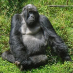 3 Days Gorilla Trekking