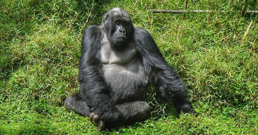 3 Days Gorilla Trekking