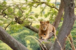 Lion tracking experience in Uganda