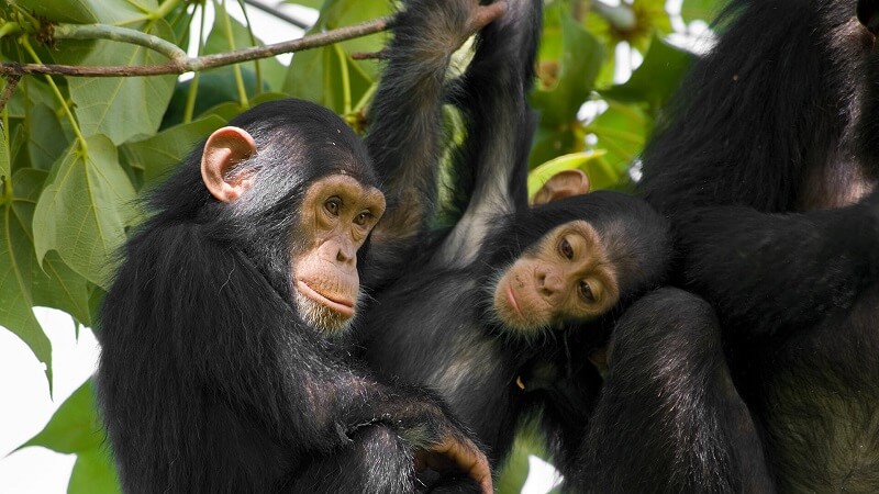 21 Days Uganda Tour