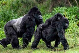 5 days Rwanda- Uganda Gorilla Safari