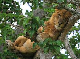 14 Days Uganda & Rwanda Safari