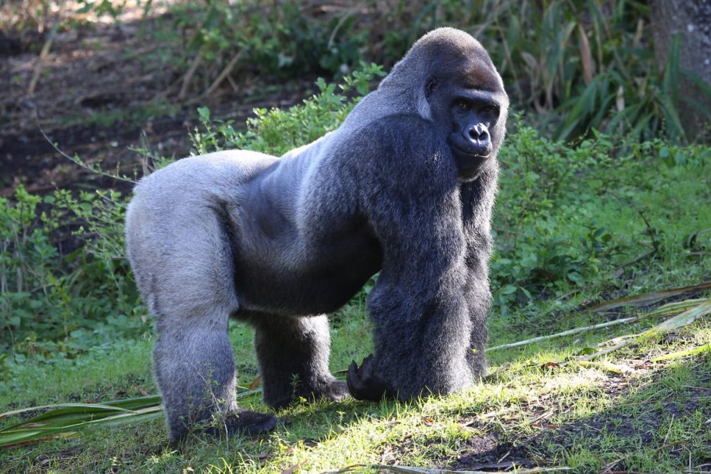 3 days Congo gorilla safari