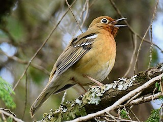 Birding Adventure Uganda